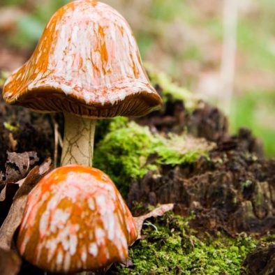 ornimental mushrooms